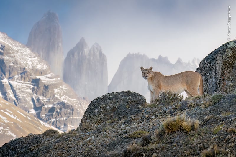 A puma stands on rocks in Torres del Paine National Park, Chile