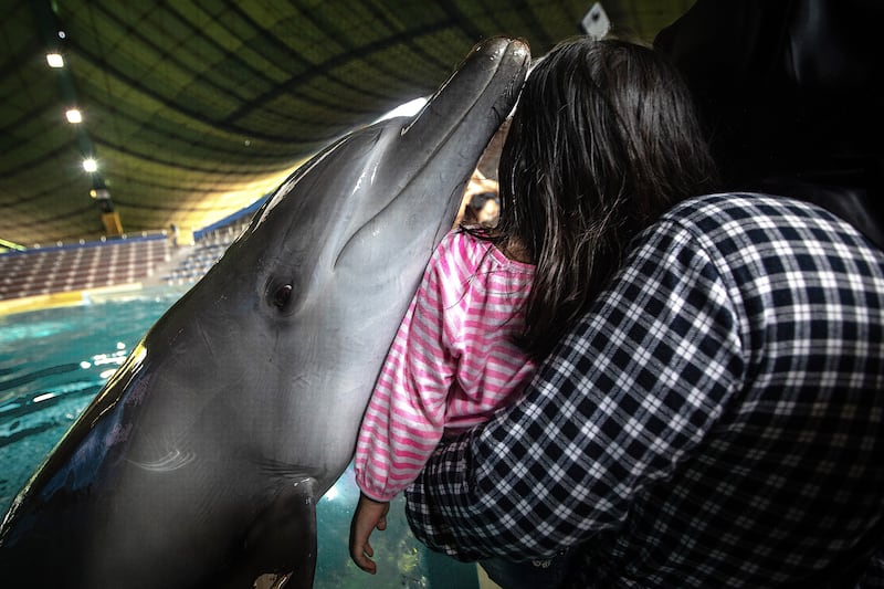 A dolphin is forced to interact with visitors for a souvenir photo in the US. (Aaron Gekoski/Born Free)