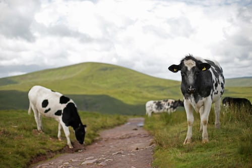 Bovine TB compensation consultation responses to be considered by minister