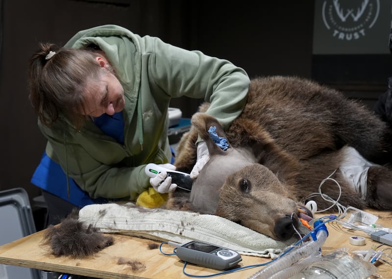 Boki during the operation to drain fluid from is brain