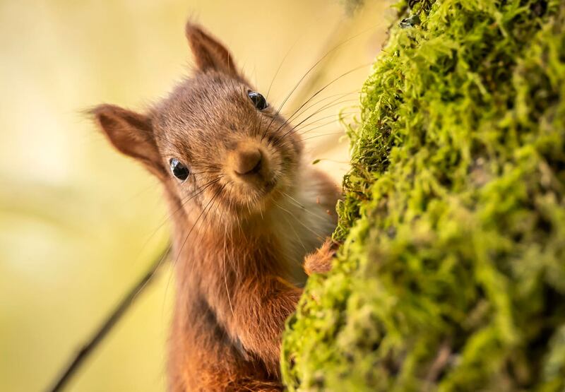 Red squirrel forage ahead of winter as their numbers decline