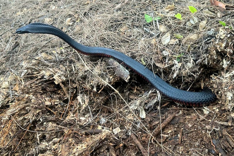 A red-bellied black snake slithers from a mulch pile (Cory Kerewaro via AP)