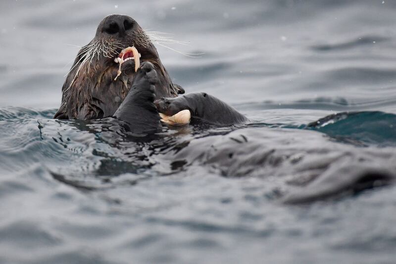 Sea Otters to come to Birmingham