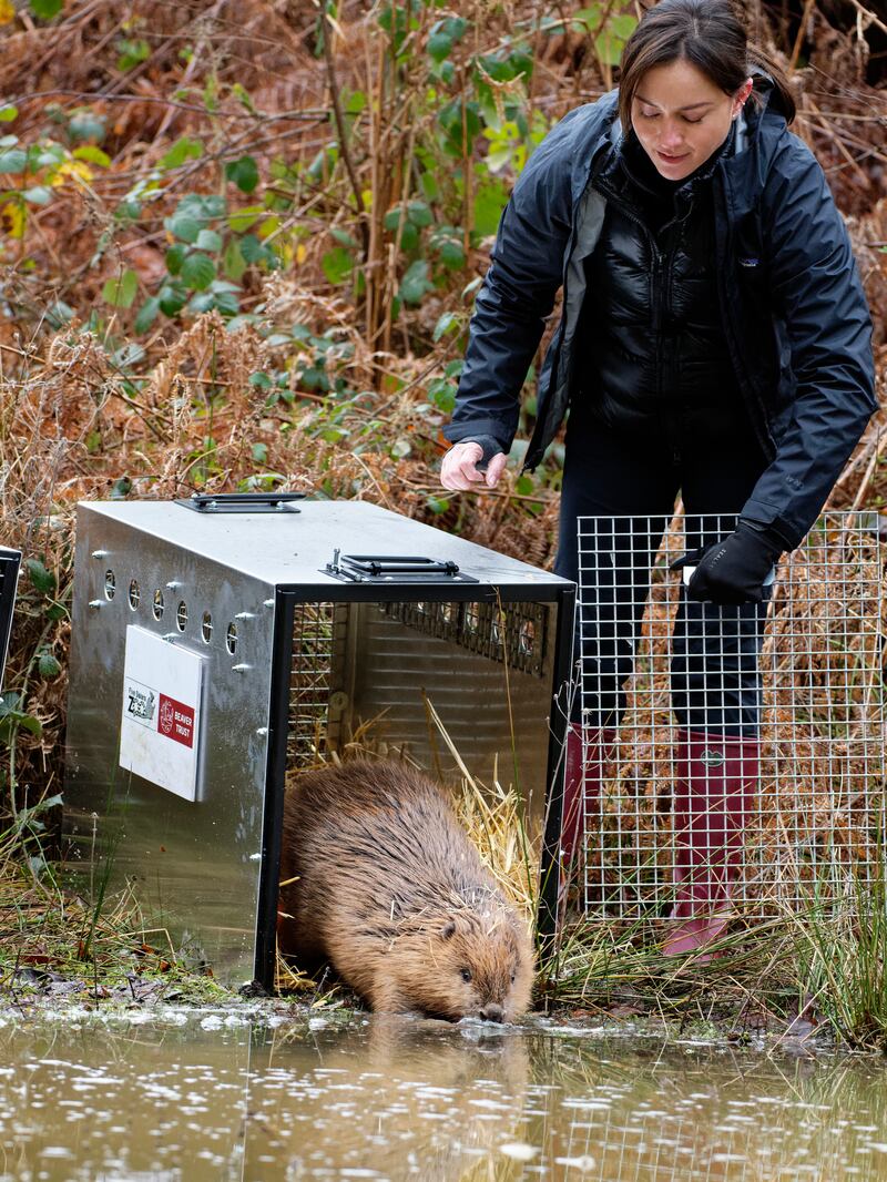 Mandy Lieu releasing one of the beavers from its cage at the water's edge in the enclosure (Nick Upton/Ewhurst/PA)