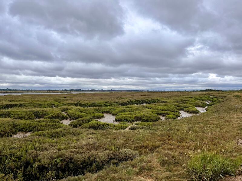 Saltmarsh can protect against storms and store carbon