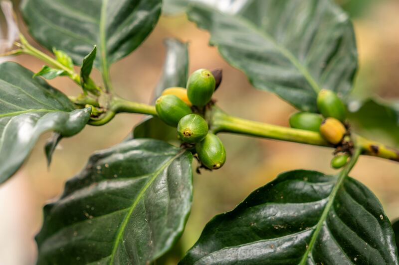 Coffee borer insects have infected these cherries on the Nueva Grenada farm. (Chris Terry/Fairtrade)