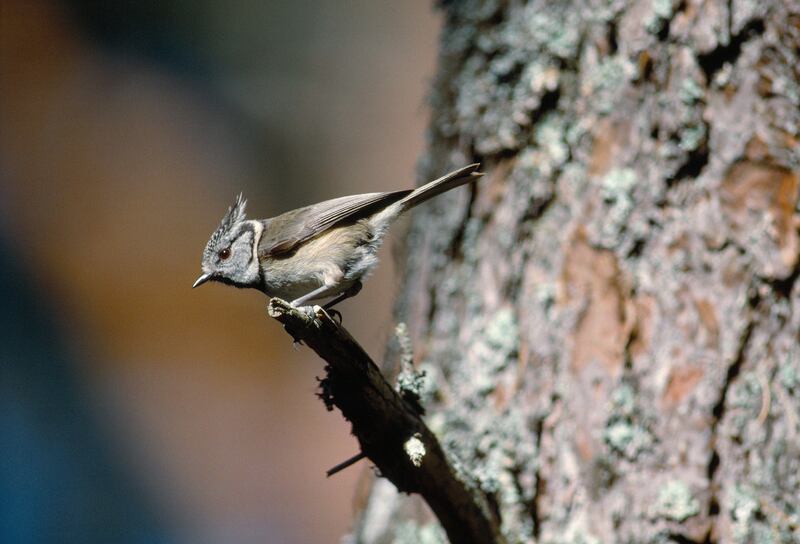 Crested Tit (Lophophanes cristatus) adult perched in Scot’s Pine (Pinus sylvestris), Loch Garten RSPB Reserve, Cairngorms National Park, Scotland