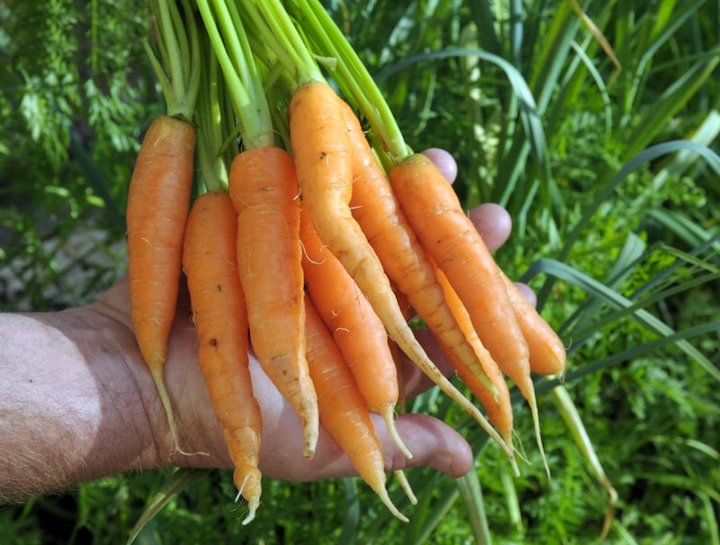 A bunch of fresh baby homegrown carrots