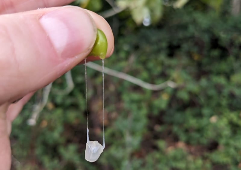 A mistletoe berry being squeezed, as scientists explore whether the plant could be used as a surgical glue.