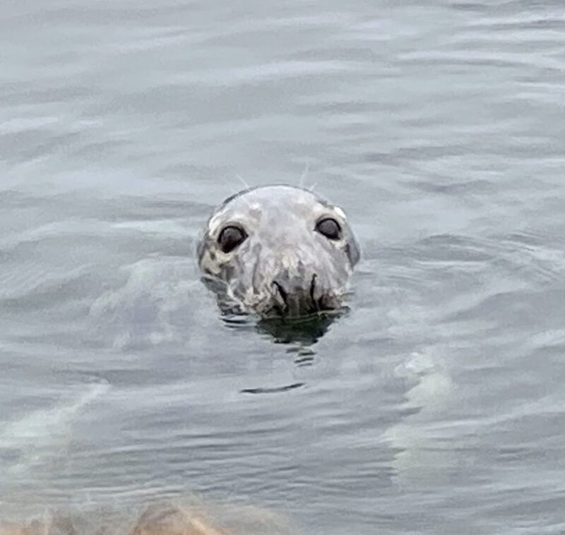 Sammy the Seal 