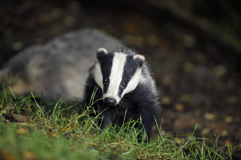 Link hit out at ‘disappointingly low conviction figures’ for crimes against wildlife