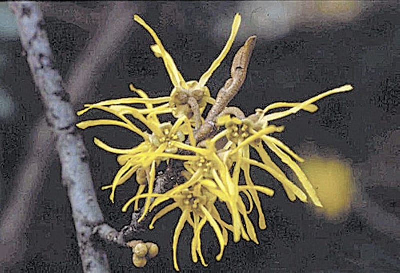 The slow-growing star of the winter garden Hamamelis mollis 