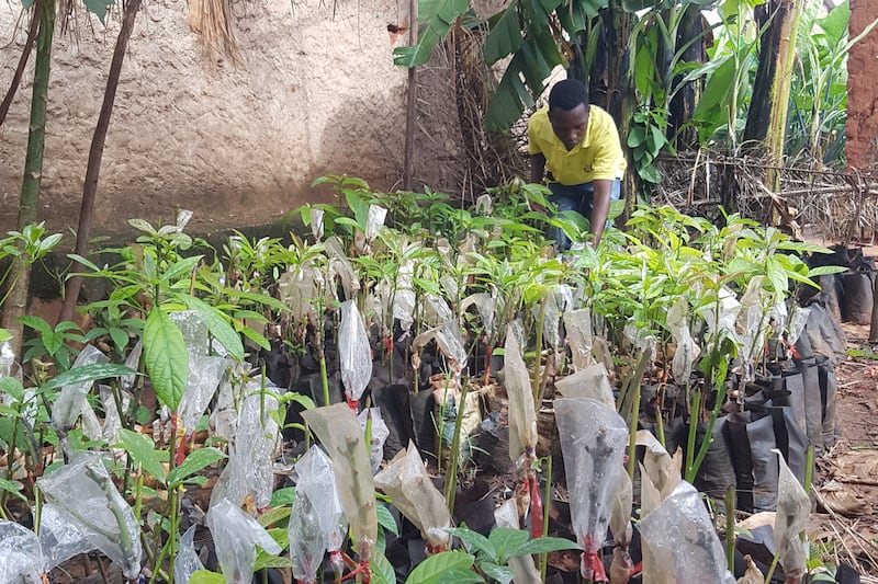 Jolis Bigirimana, Burundi avocado farmer attends to his crops. (Christian Aid)