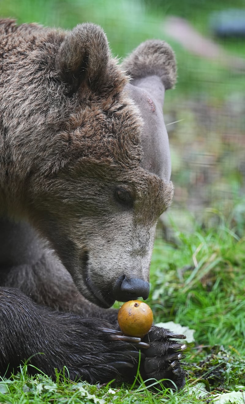 Boki the bear is taking Calpol, a medicine for children containing paracetamol as he recovers from brain surgery