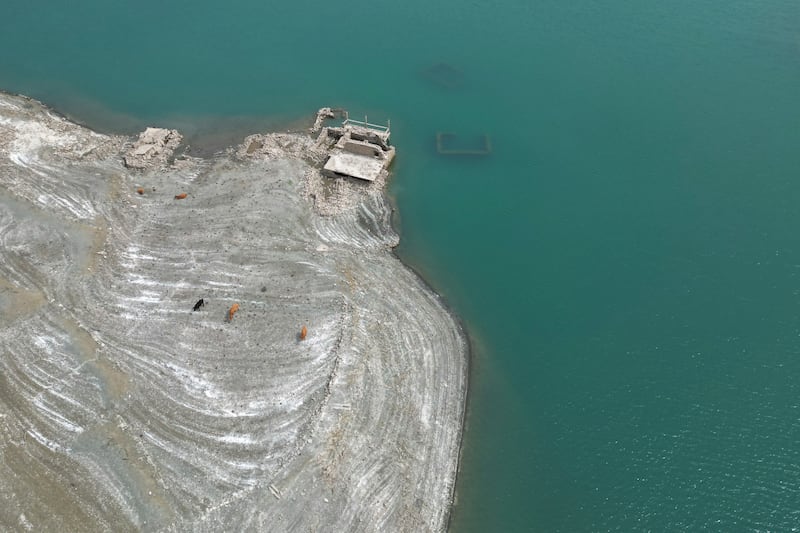 Cows graze at the eroding shoreline of the artificial Mornos Lake, the biggest of the four reservoirs supplying drinking water to Greece’s capital which is at its lowest level in 16 years (AP Photo/Thanassis Stavrakis)