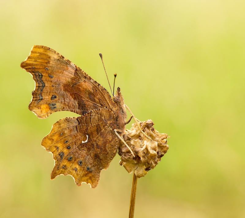 Comma butterfly.