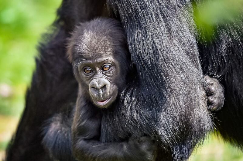 The gorilla will soon be learning how to walk and crawl (Ben Birchall/PA)