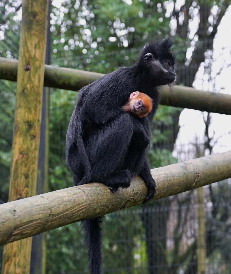 Two endangered François’ Langurs have been born in Belfast Zoo since December and are distinctive by their bright orange hair.