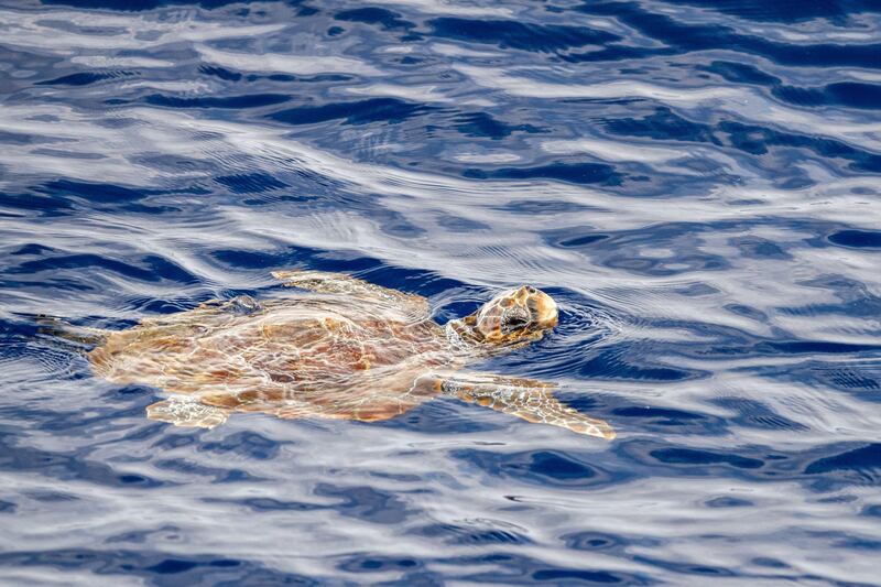 Flashing lights on fishing nets 'reduce accidental catching of turtles' –  The Irish News