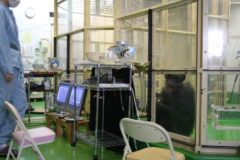 Touchscreen booths where chimps were given tasks to perform (Akiho Muramatsu/Kyoto University)