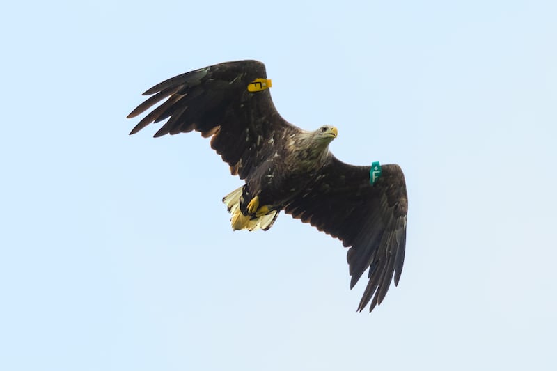 White-Tailed Eagles had died out in Ireland in the 19th century. PICTURE: MARC RUDDOCK