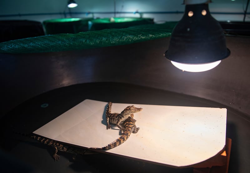 The creatures are well cared for after hatching at the conservation breeding centre in Phnom Tama (AP)