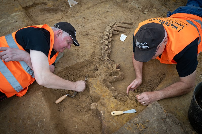 Volunteers uncovering the skeleton of an ox