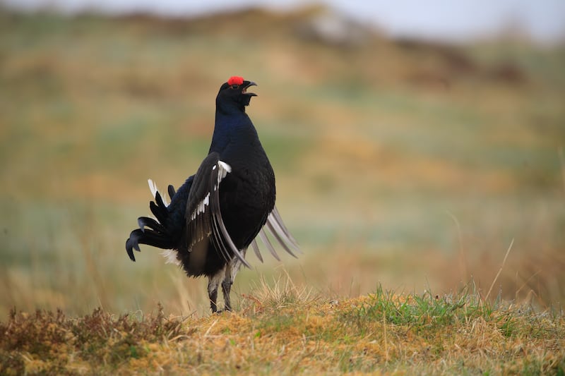 Black grouse populations are measured by counting the numbers of males attending mating display sites known as ‘leks’