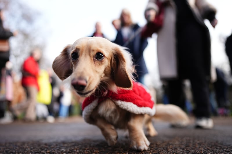 Red was a popular colour at the annual Hyde Park Sausage Dog Walk