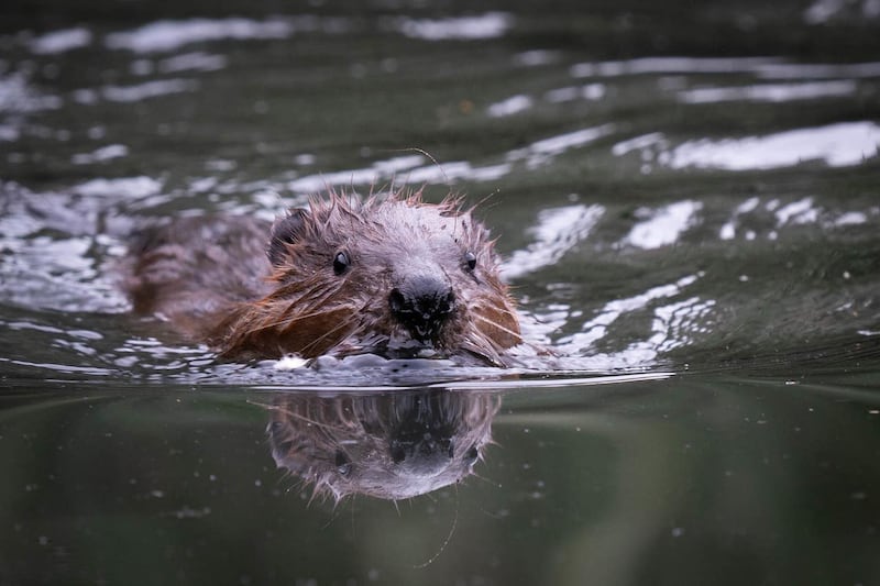 The alliance describes beavers as a ‘biodiversity-boosting, flood-reducing, habitat-creating species’
