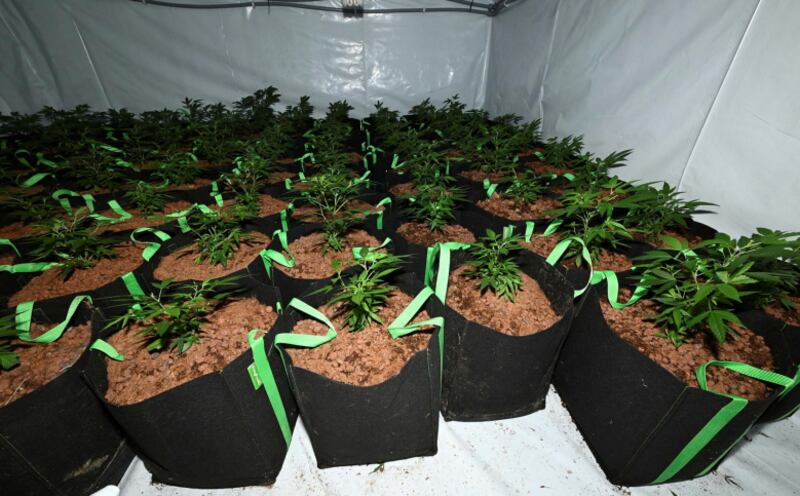 Police have called Monday's raid of a suspected cannabis factory in Aughnacloy  'a significant discovery'.