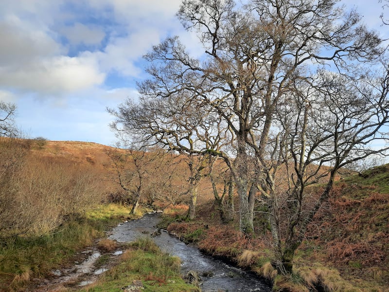 Spylaw Burn on the Rothbury estate (Duncan Hutt/Northumberland Wildlife Trust)