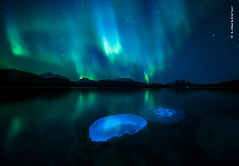 A shot of moon jellyfish in a fjord lit by the aurora borealis, one of the finalists in the public vote