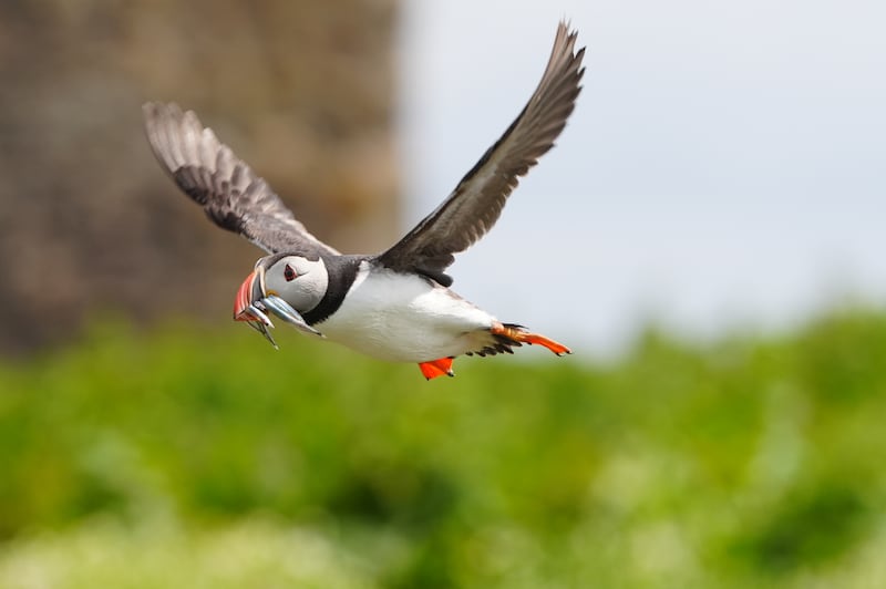 Wildlife such as puffins are affected by fisheries and climate change