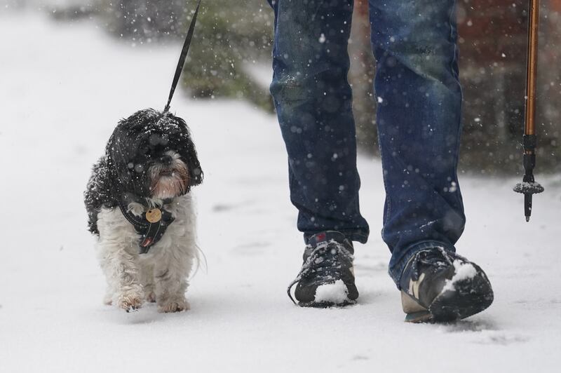 A man walks a dog through a snow flurry in Lenham, Kent