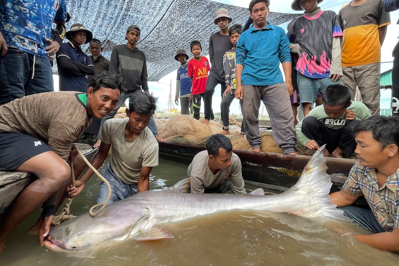 Fishermen show their joy as they pose with the Mekong giant catfish in Kampong Cham, Cambodia (Zeb Hogan, USAID Wonders of the Mekong Project via AP)