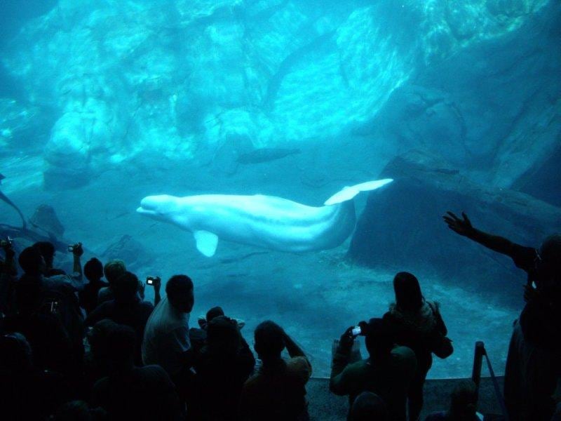 Visitors watch a captive beluga whale in the US. (Born Free)