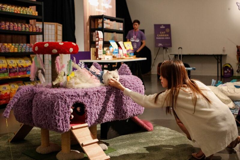 A cat plays on the installation “In The Cat’s Belly” by Kelly Limerick (Wellness/PA)