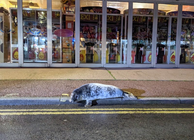 Was the seal pup stopping for a late night snack?