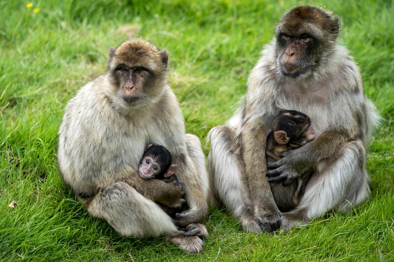 Six-week-old Harper with her mother Eadie, left, alongside Orcus with her baby Hayley