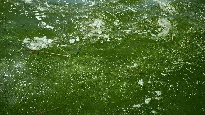 Blue-green algae blooms in the river