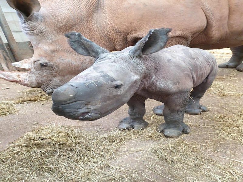 Azeeza (here pictured as a baby), is a three-year-old female.