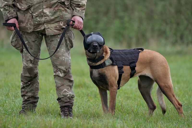 Working dog Una, wearing safety goggles, ear defenders and vest during continuation training