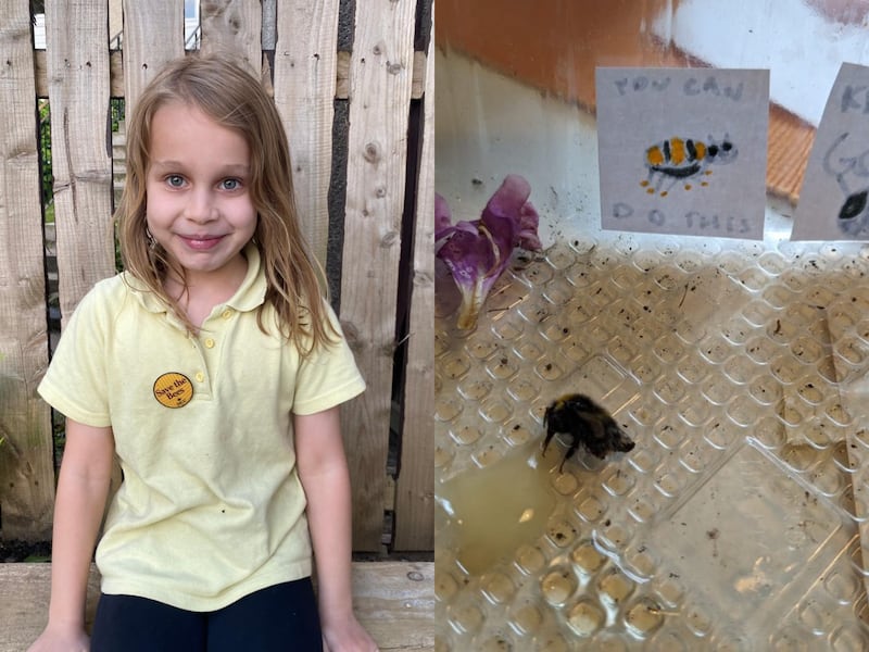 Willow McMurray went viral for rescuing and nursing a bee back to health using honey and self-made motivational posters