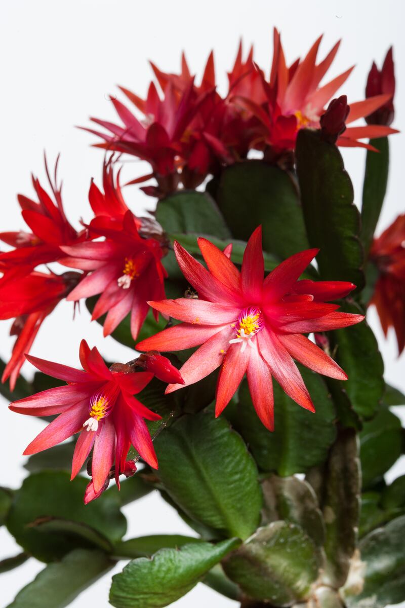 Christmas cactus