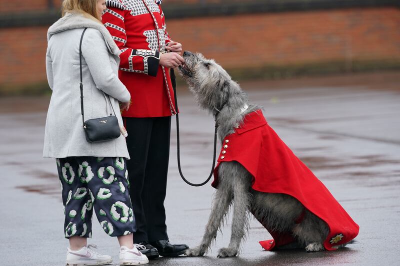 Mascot Seamus is rewarded for his efforts leading the parade with a treat