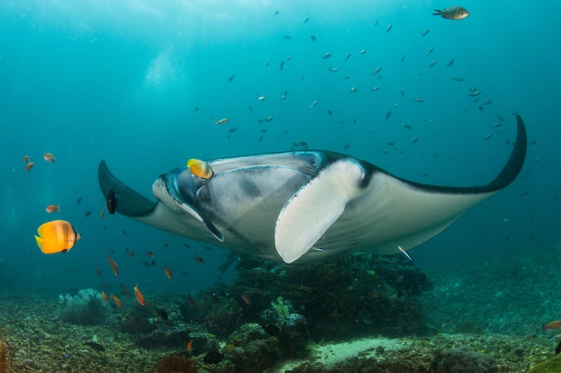 A reef Manta ray at a ‘cleaning station’ in Komodo National Park, Indonesia