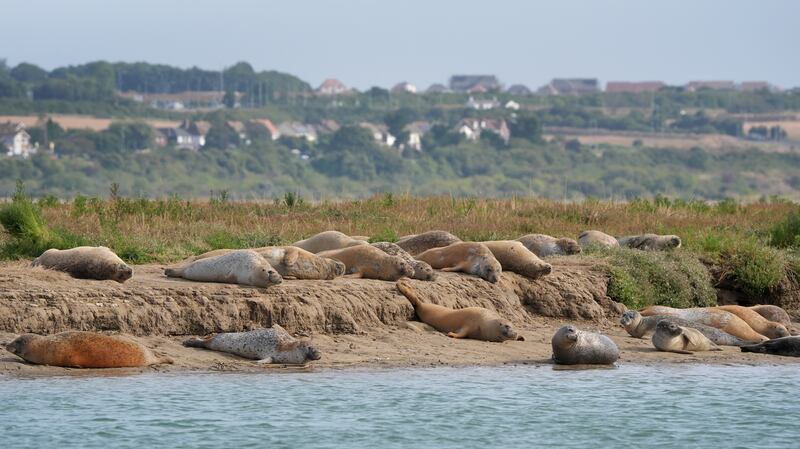 Seals on the banks of the River Stour near Ramsgate in Kent as the Zoological Society of London (ZSL) conducts its annual seal census to build a comprehensive picture of the population of adult seals and pups.