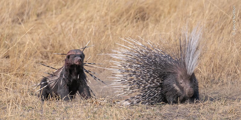 A honey badger gets spiked as it tries to catch a porcupine dinner