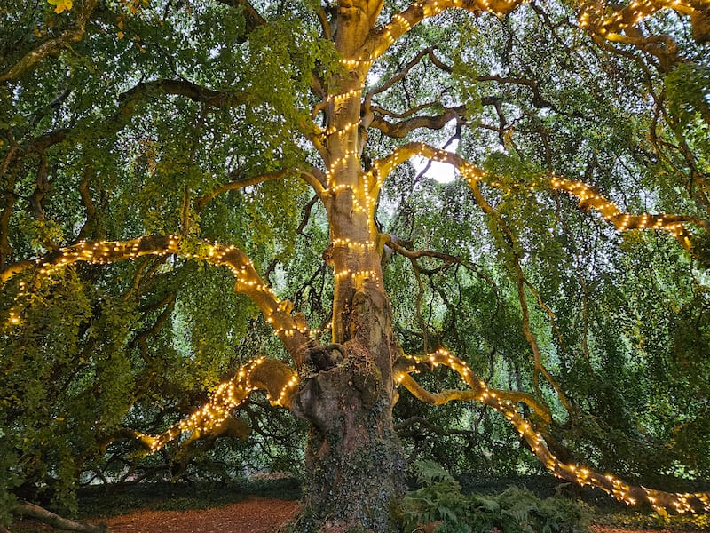 Weeping Beech tree, Bellinter House